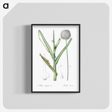 2-100_The-Lilies_blk-crop