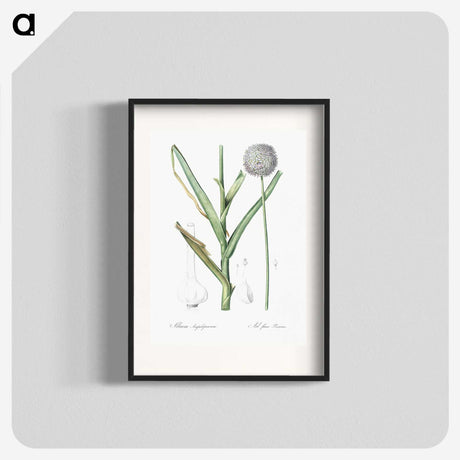 2-100_The-Lilies_blk