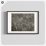 Grass - アルフレッド スティーグリッツ Poster.