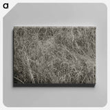 Grass - アルフレッド スティーグリッツ Canvas.