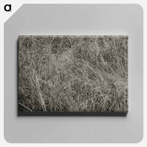 アートパネル-Grass - アルフレッド スティーグリッツ Canvas.
