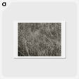 アートポストカード-Grass - アルフレッド スティーグリッツ Postcard.