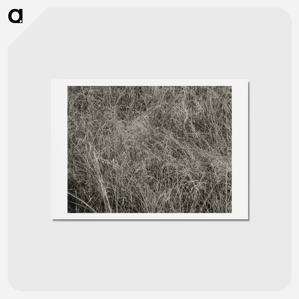 アートポストカード-Grass - アルフレッド スティーグリッツ Postcard.