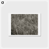 アートポストカード-Grass - アルフレッド スティーグリッツ Postcard.