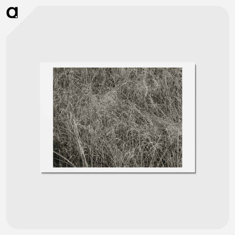 アートポストカード-Grass - アルフレッド スティーグリッツ Postcard.