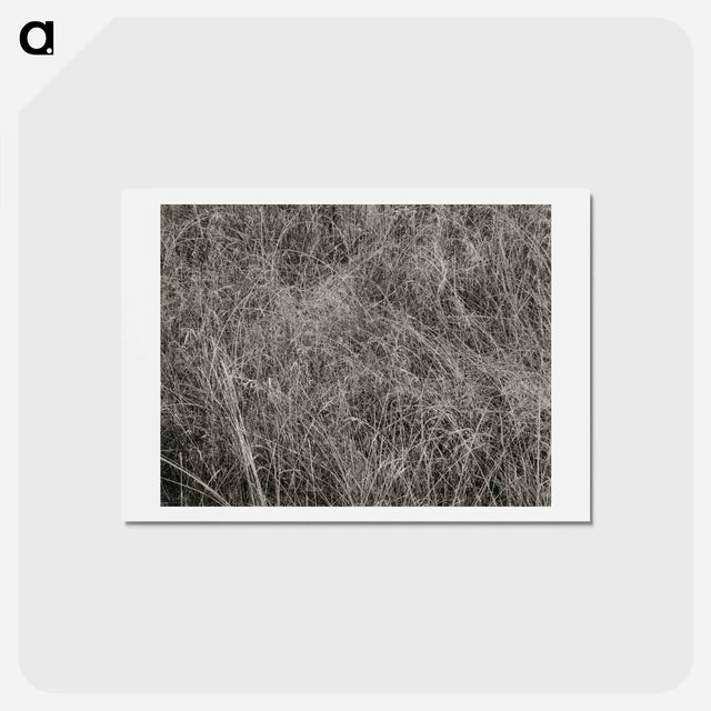 アートポストカード-Grass - アルフレッド スティーグリッツ Postcard.