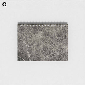 アートメモ帳-Grass - アルフレッド スティーグリッツ Memo.
