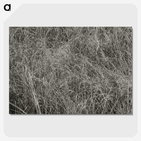 2-10_Alfred-Stieglitz_picture-crop