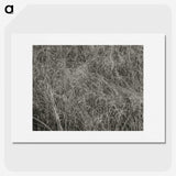 2-10_Alfred-Stieglitz_picture