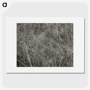 2-10_Alfred-Stieglitz_picture
