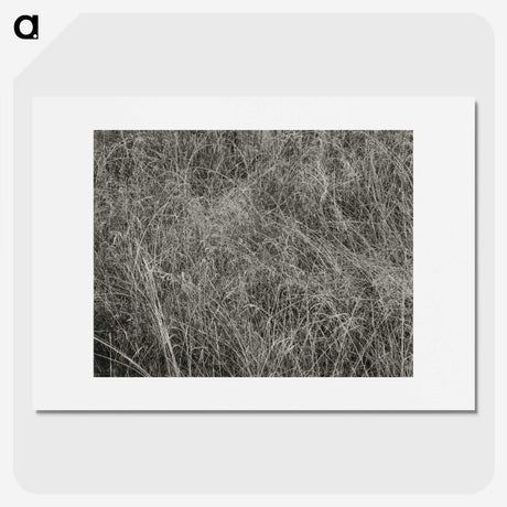2-10_Alfred-Stieglitz_picture