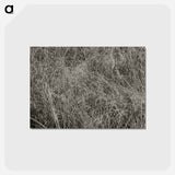 アートポストカード-Grass - アルフレッド スティーグリッツ Postcard.