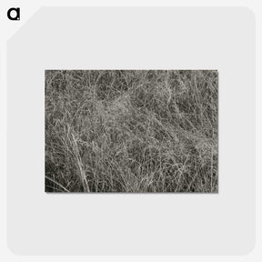 2-10_Alfred-Stieglitz_postcard