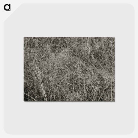 アートポストカード-Grass - アルフレッド スティーグリッツ Postcard.