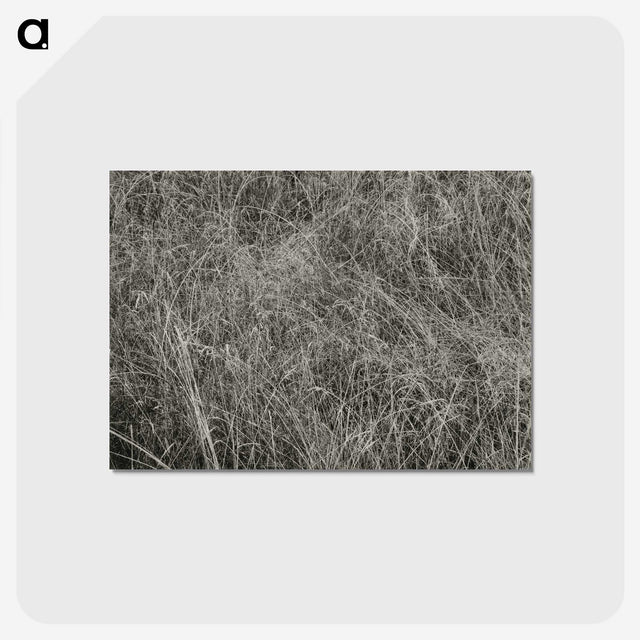 2-10_Alfred-Stieglitz_postcard