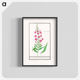 Willow-herb, Chamerion angustifolium - アンセルムス ボエティウス デ ブート Poster.