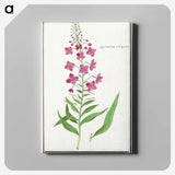 2-10_Anselmus-Boetius-de-Boodt_canvas