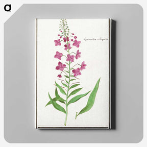 2-10_Anselmus-Boetius-de-Boodt_canvas