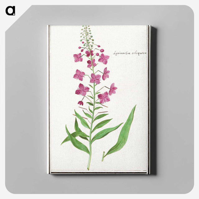 2-10_Anselmus-Boetius-de-Boodt_canvas