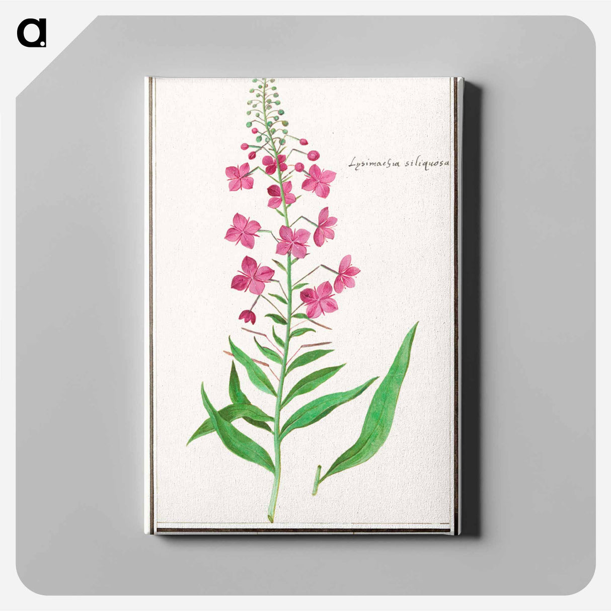 Willow-herb, Chamerion angustifolium - アンセルムス ボエティウス デ ブート Canvas.