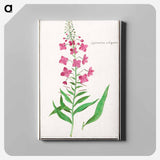Willow-herb, Chamerion angustifolium - アンセルムス ボエティウス デ ブート Canvas.