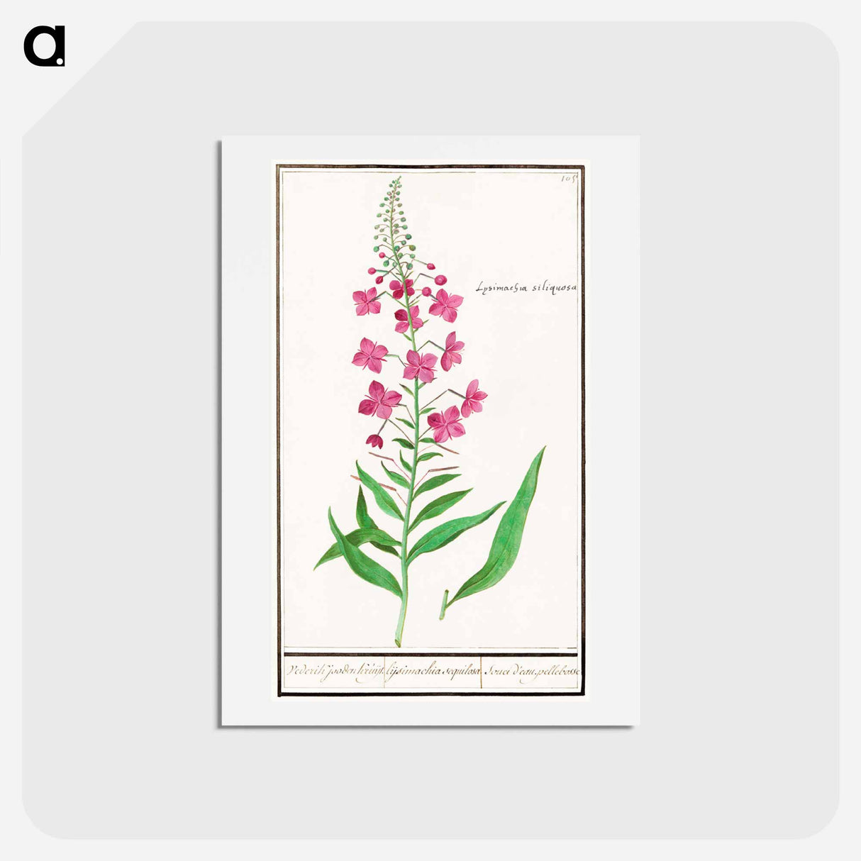 Willow-herb, Chamerion angustifolium - アンセルムス ボエティウス デ ブート Postcard.