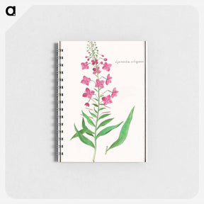アートメモ帳-Willow-herb, Chamerion angustifolium - アンセルムス ボエティウス デ ブート Memo.