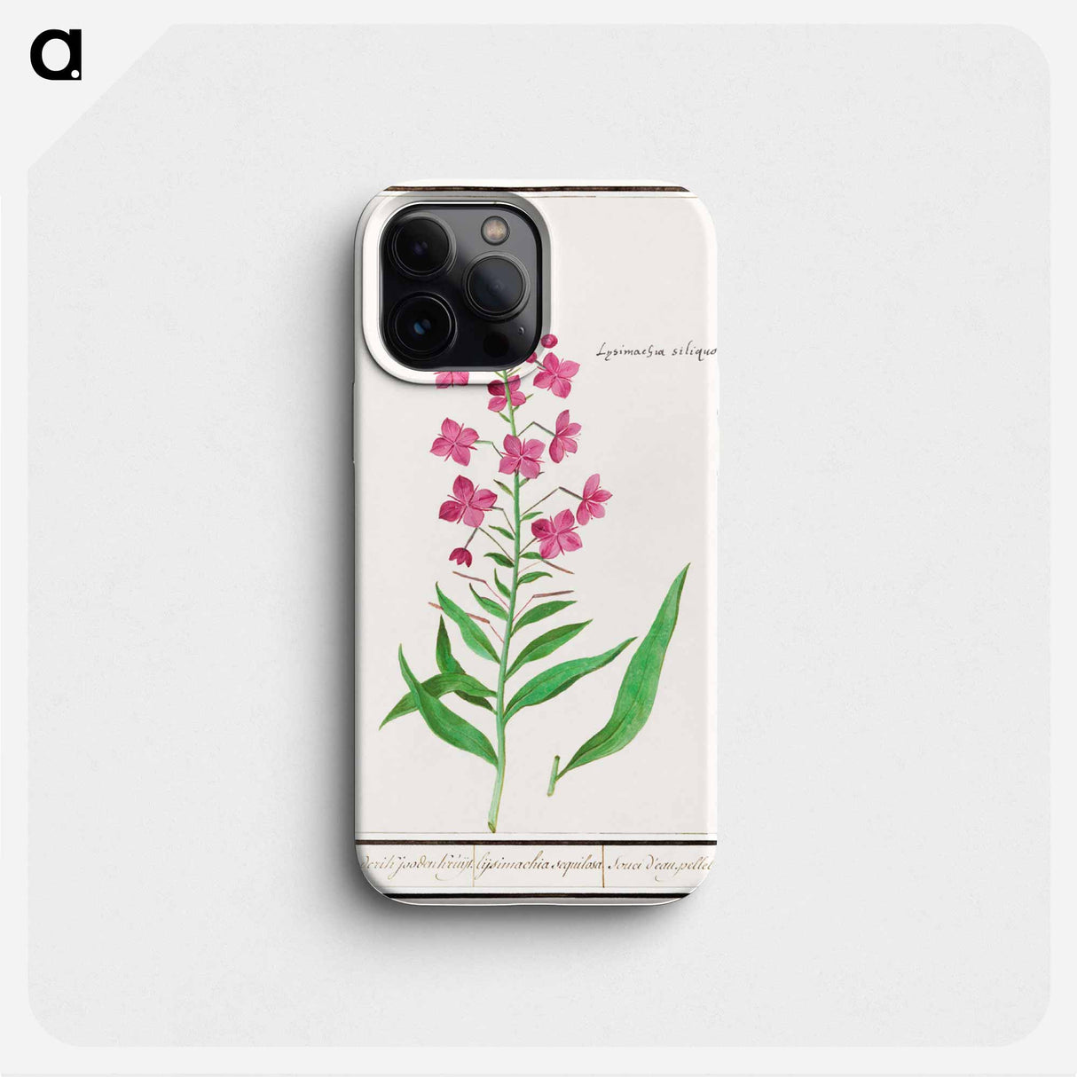 Willow-herb, Chamerion angustifolium - アンセルムス ボエティウス デ ブート Phone Case.