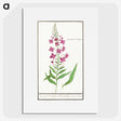 2-10_Anselmus-Boetius-de-Boodt_picture