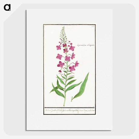 2-10_Anselmus-Boetius-de-Boodt_picture