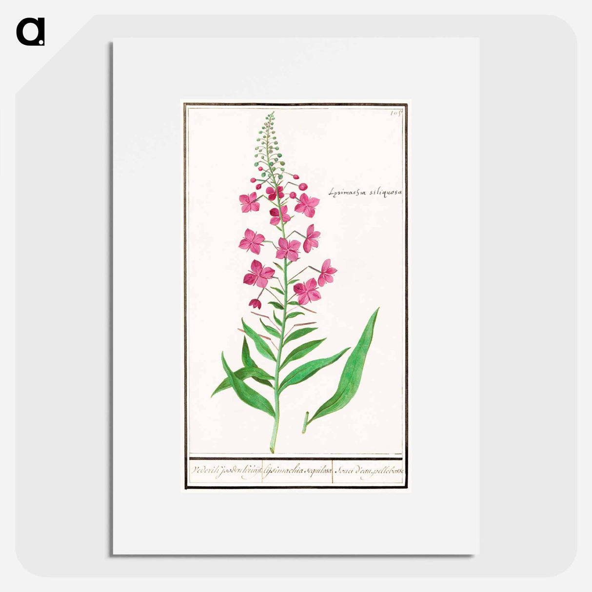 Willow-herb, Chamerion angustifolium - アンセルムス ボエティウス デ ブート Poster.