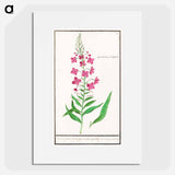 Willow-herb, Chamerion angustifolium - アンセルムス ボエティウス デ ブート Poster.