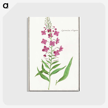 2-10_Anselmus-Boetius-de-Boodt_postcard