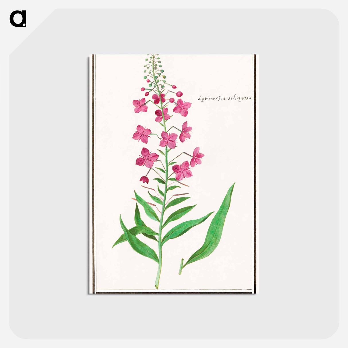 Willow-herb, Chamerion angustifolium - アンセルムス ボエティウス デ ブート Postcard.