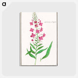 Willow-herb, Chamerion angustifolium - アンセルムス ボエティウス デ ブート Postcard.