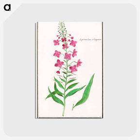 アートポストカード-Willow-herb, Chamerion angustifolium - アンセルムス ボエティウス デ ブート Postcard.