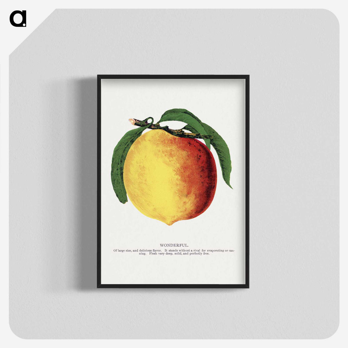 2-10_Botanical-Specimen-Plates_blk-crop
