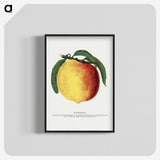 2-10_Botanical-Specimen-Plates_blk-crop