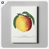 2-10_Botanical-Specimen-Plates_canvas