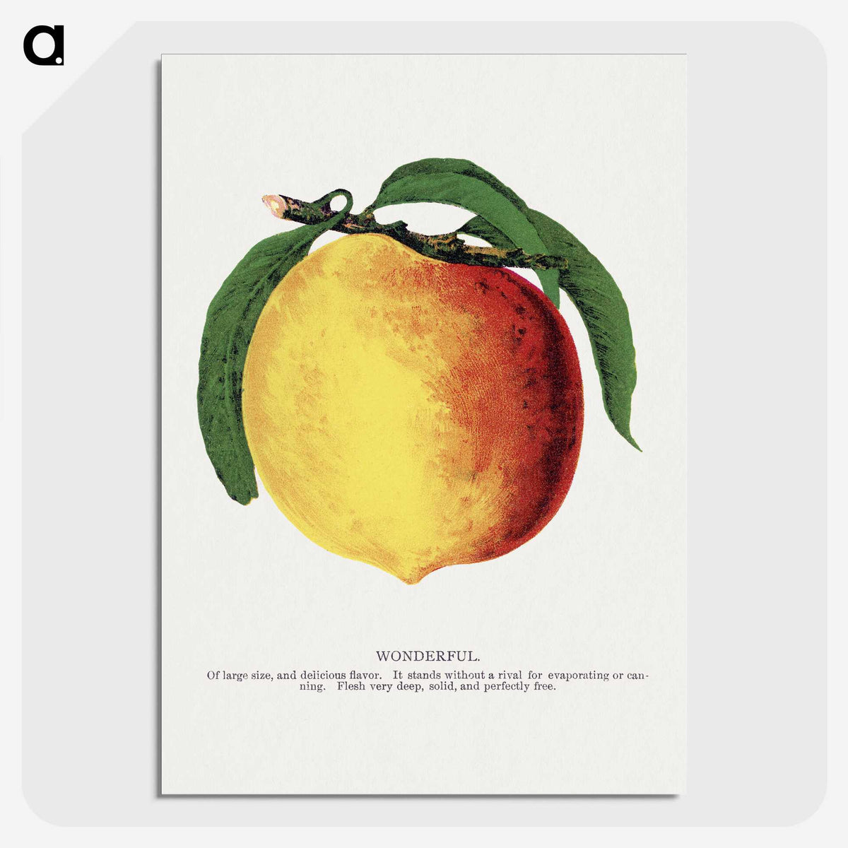 2-10_Botanical-Specimen-Plates_picture-crop