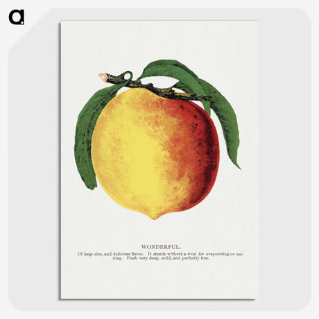 2-10_Botanical-Specimen-Plates_picture-crop