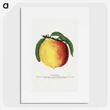 2-10_Botanical-Specimen-Plates_picture