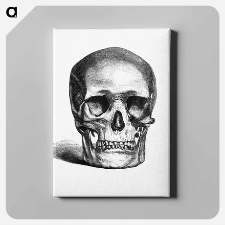 アートパネル-Skull Engraving
 - 大英図書館 Canvas.