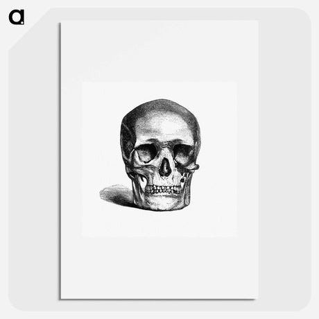アートポスター-Skull Engraving
 - 大英図書館 Poster.
