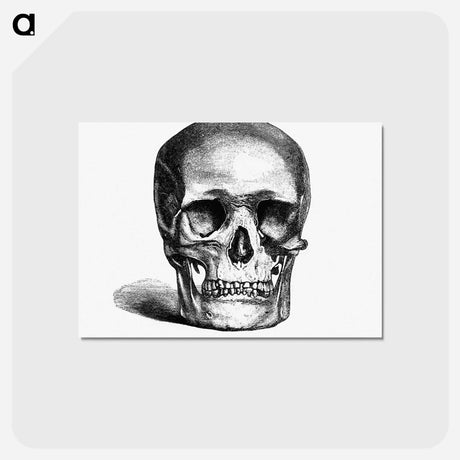 アートポストカード-Skull Engraving
 - 大英図書館 Postcard.