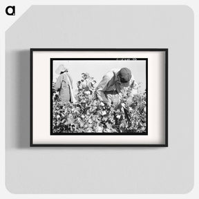 アートポスター-Cotton pickers. Southern San Joaquin Valley, California - ドロテア ラング Poster.