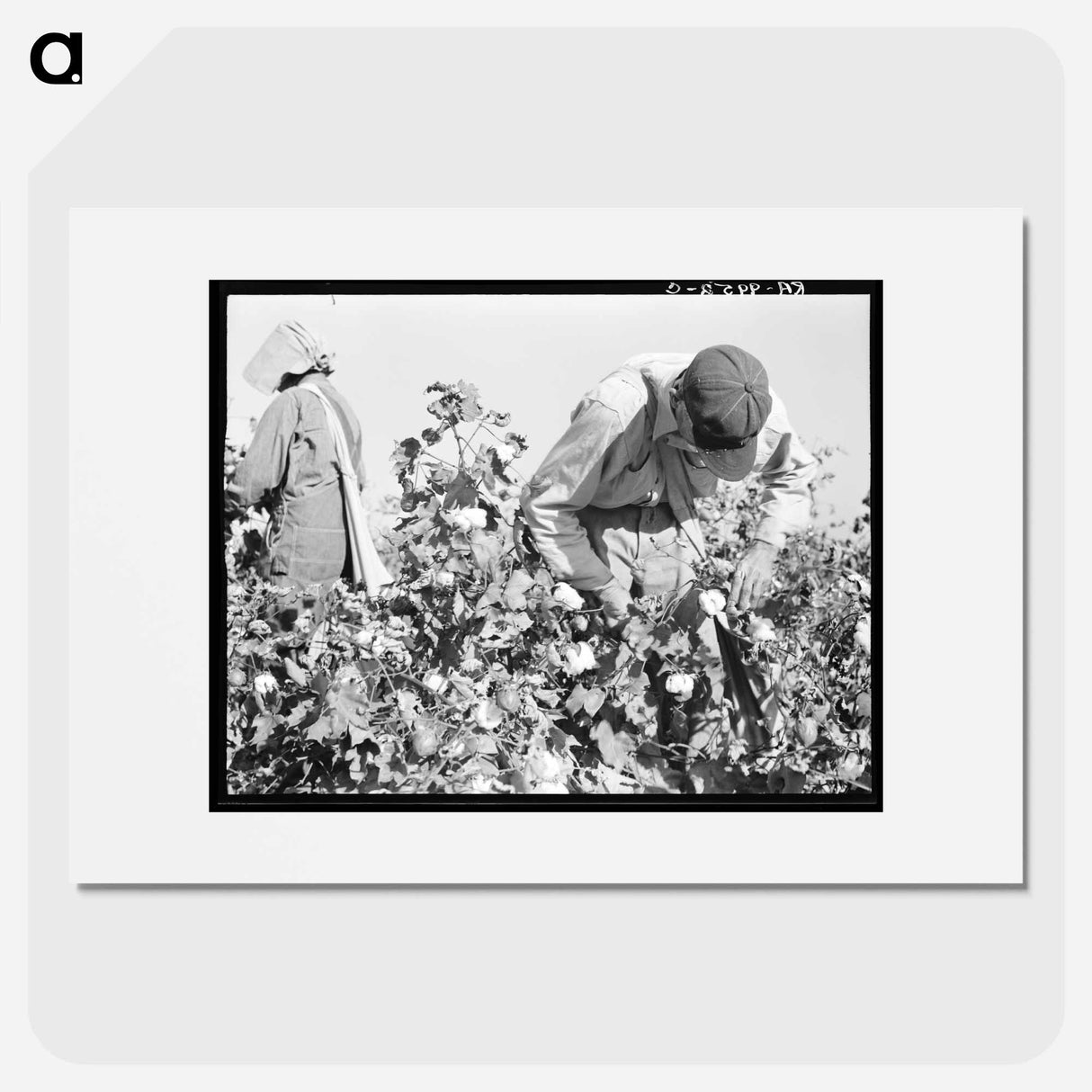 Cotton pickers. Southern San Joaquin Valley, California - ドロテア ラング Poster.