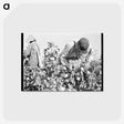 2-10_Dorothea-Lange_postcard