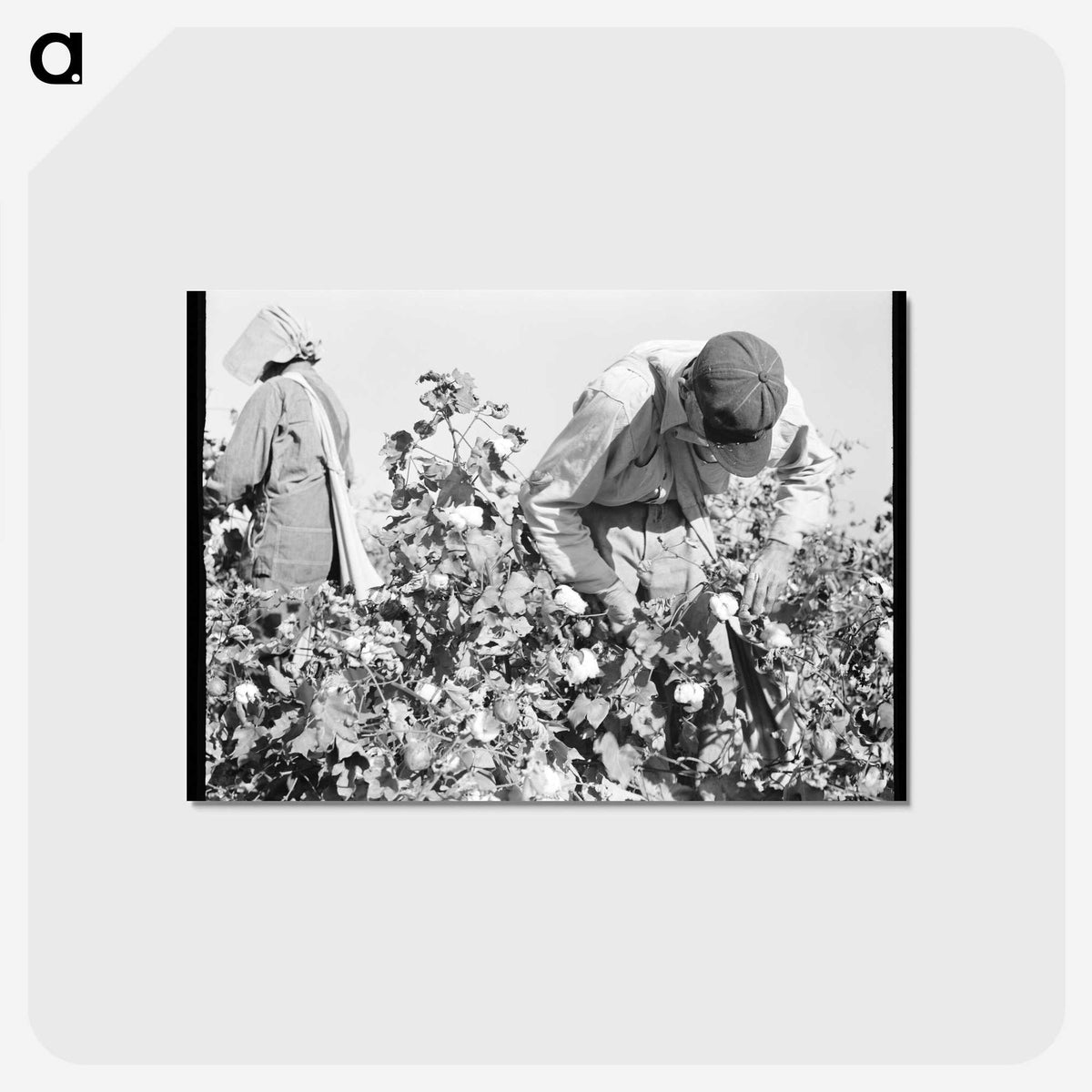 2-10_Dorothea-Lange_postcard