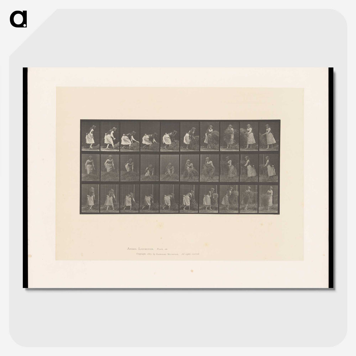 2-10_Eadweard-Muybridge_picture-crop